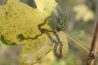 Stigmella aceris