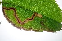 Stigmella anomalella