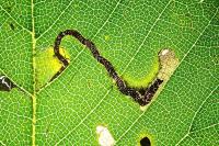 Stigmella ulmivora