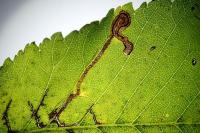 Stigmella ulmivora