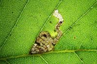 Stigmella viscerella