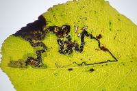 Stigmella pyri