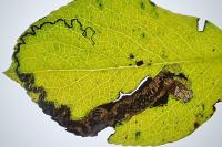 Stigmella pyri