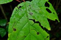 Bucculatrix frangutella
