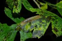 Phyllonorycter oxyacanthae