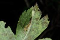 Phyllonorycter oxyacanthae