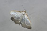Palpita vitrealis