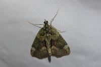 Chloroclysta siterata