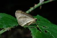 Operophtera brumata