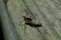 Operophtera brumata