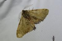 Phigalia pilosaria