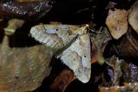 Erannis defoliaria