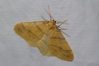Phigaliohybernia aurantiaria