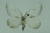 Cilix glaucata/hispanica