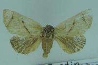 Apoda limacodes