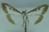 Cydalima perspectalis