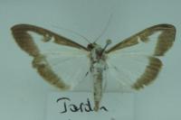 Cydalima perspectalis