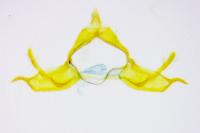 Blastobasis glandulella