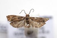 Acroclita subsequana