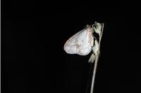 Operophtera brumata