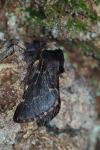 Poecilocampa populi