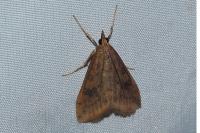 Udea ferrugalis