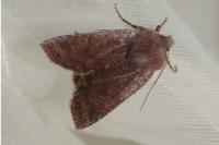 Conistra ligula