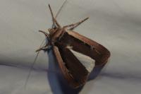Ochropleura leucogaster