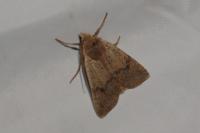 Leptologia blidaensis