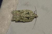 Acleris literana