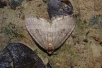 Operophtera brumata