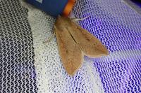 Mythimna unipuncta