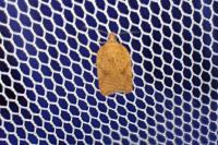 Acleris ferrugana