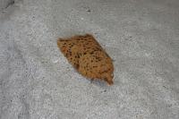 Acleris ferrugana/notana