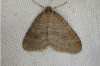 Operophtera brumata