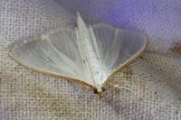 Palpita vitrealis