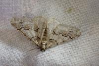 Agriopis leucophaearia