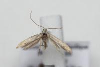Coleophora hemerobiella