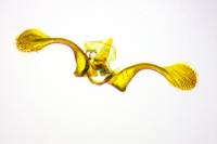 Clavigesta sylvestrana