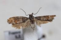 Clavigesta sylvestrana