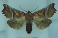 Scoliopteryx libatrix