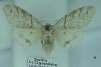 Calliteara pudibunda