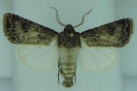Agrotis bigramma