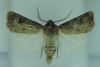 Agrotis bigramma