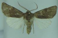 Aporophyla lueneburgensis