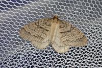 Operophtera brumata
