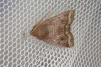 Conistra ligula