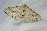 Ectropis crepuscularia
