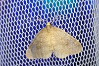 Operophtera brumata