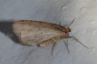 Operophtera brumata